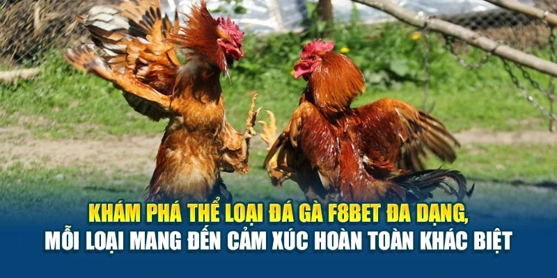 Khám phá thể loại đá gà F8BET đa dạng, mỗi loại mang đến cảm xúc hoàn toàn khác biệt